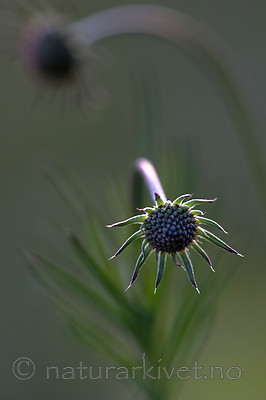 BB 15 0394 / Scabiosa columbaria / Bakkeknapp